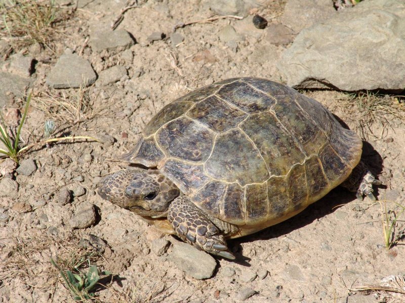Testudo (agrionemys) horsfieldii
