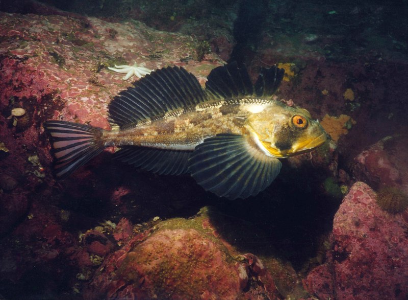 Бычок-кругляк (Neogobius melanostomus)