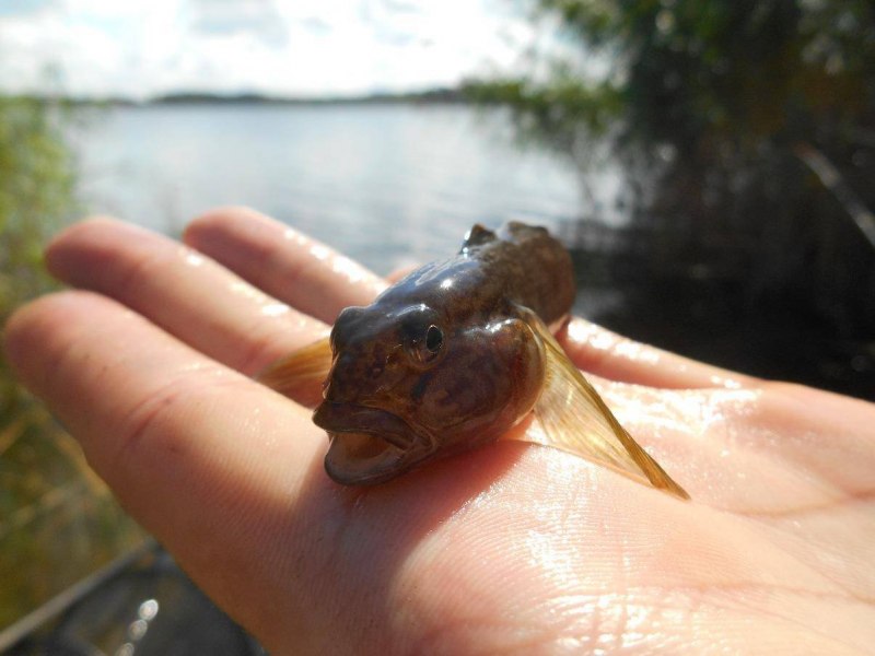 Бычок-кругляк (Neogobius melanostomus)