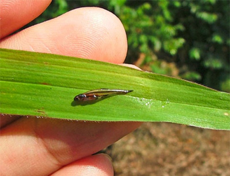 Paedocypris progenetica