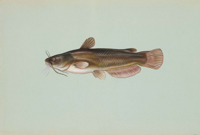 Gobius geniporus
