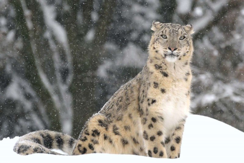 - Снежный Барс (Panthera uncia