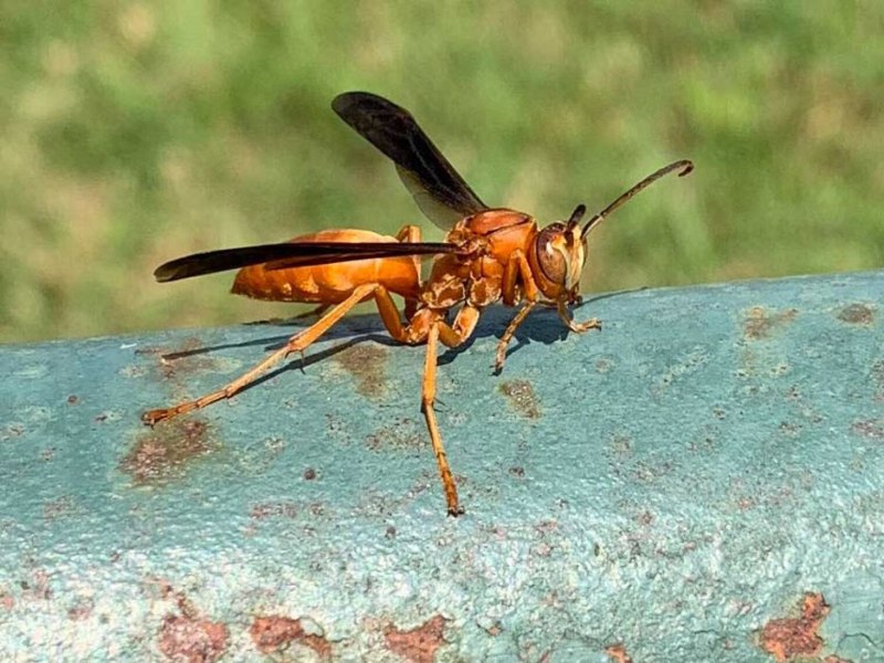 Delta unguiculatum