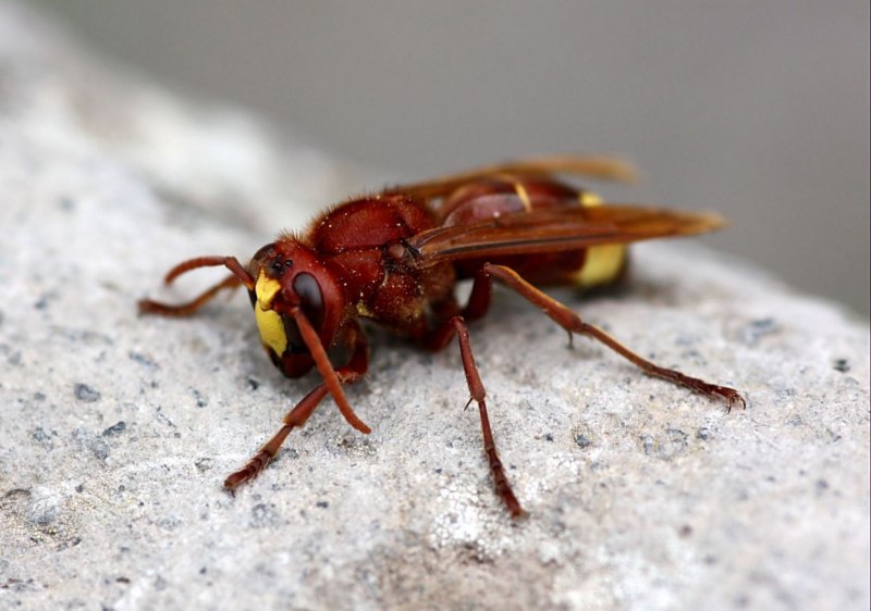 Red Wasp