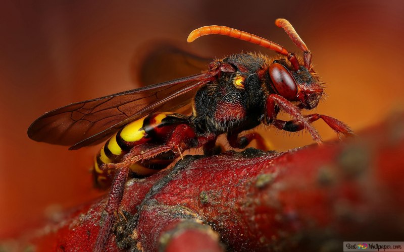 Vespa mandarinia Шершень
