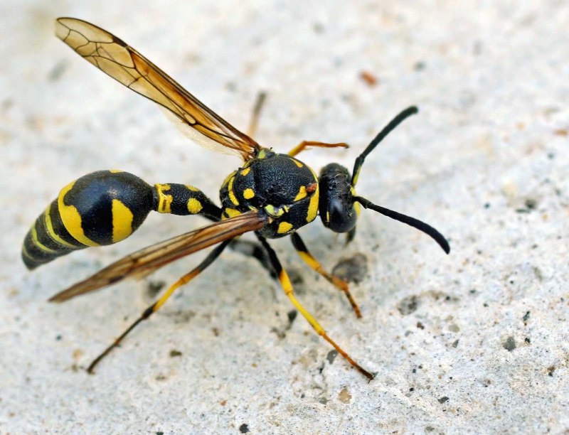 Осы-немки (Mutillidae)