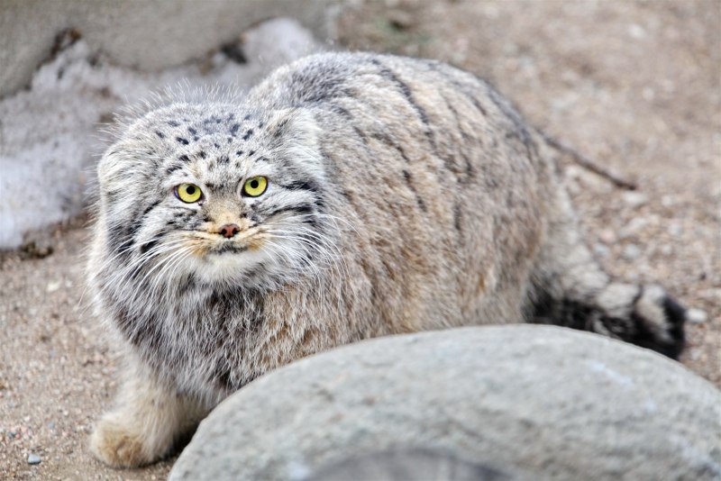 Лесная кошка Манул