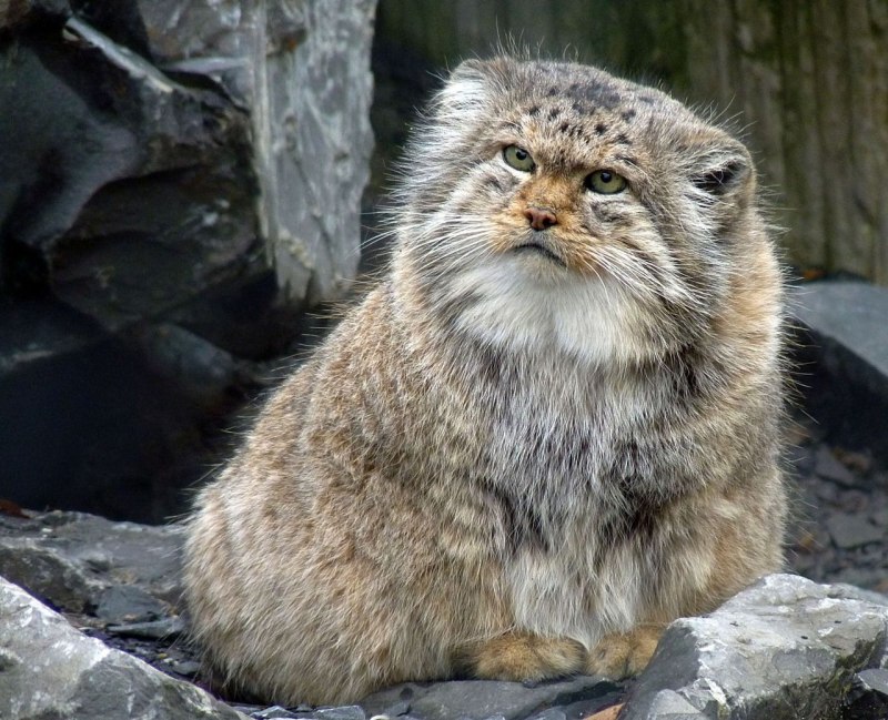 Горный кот Манул