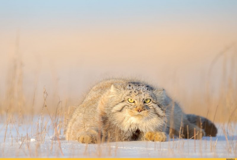 Сибирский Манул
