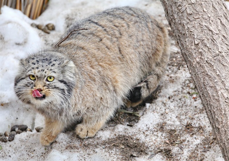 Кот Манул злой