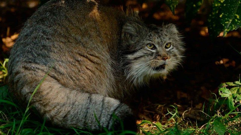 Степной кот Манул котята