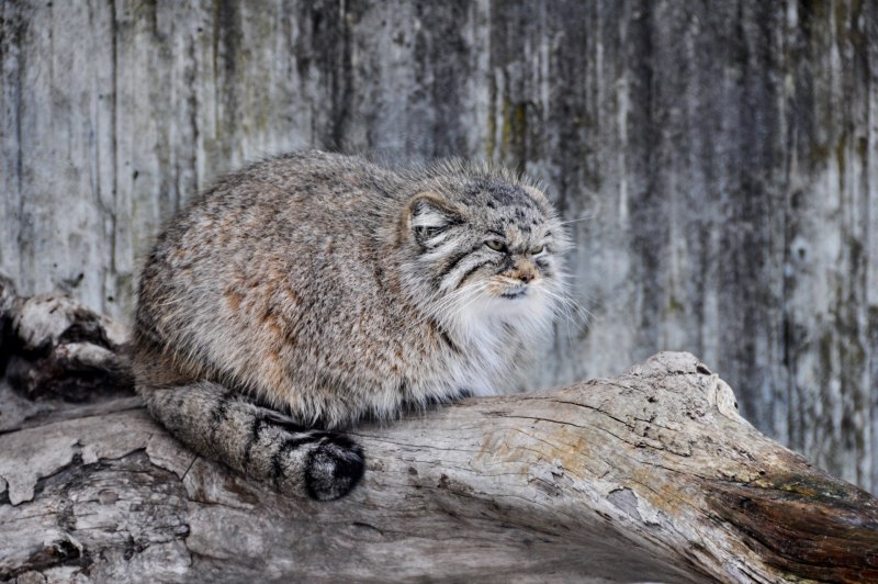Кот Манул