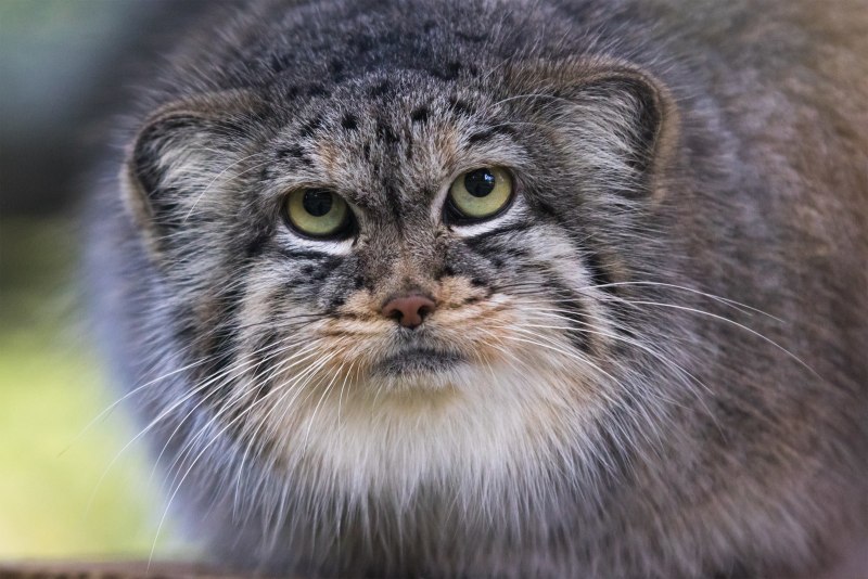 Кот Манул Даурский заповедник