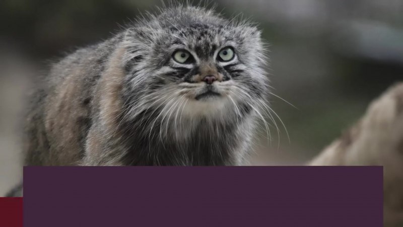 Сибирский дикий кот Манул