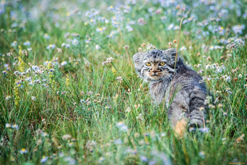 Кот Манул