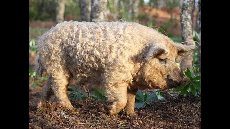 Бородатая свинья sus barbatus