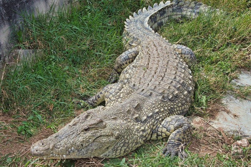 Нильский крокодил (61 фото)