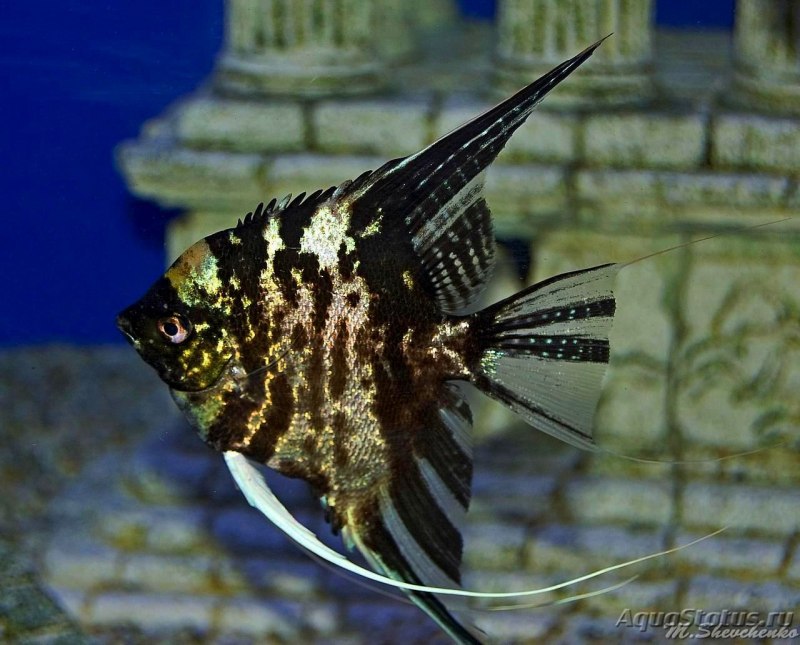 Angelfish Club. Скалярия клуб.