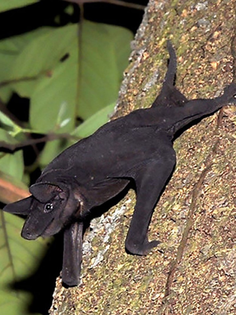 Cheiromeles torquatus