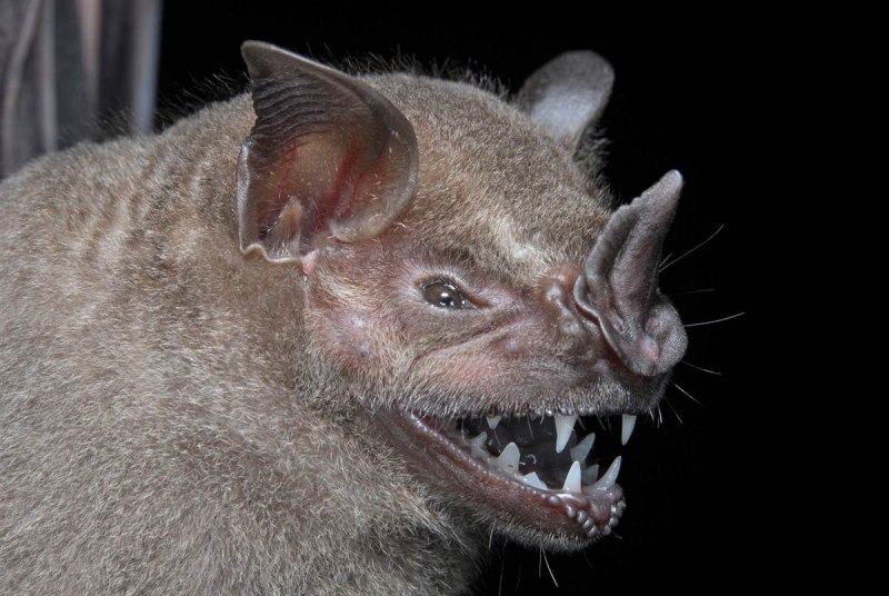 Artibeus planirostris