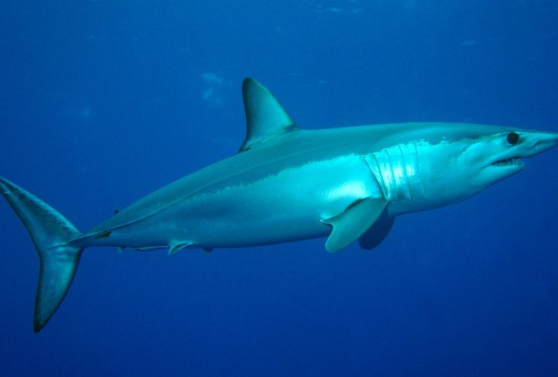 Isurus oxyrinchus акула мако