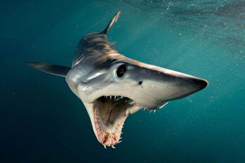 Isurus oxyrinchus акула мако