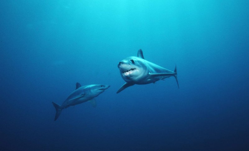 Isurus oxyrinchus акула