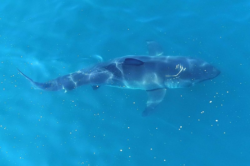 Макрелевая акула (66 фото)