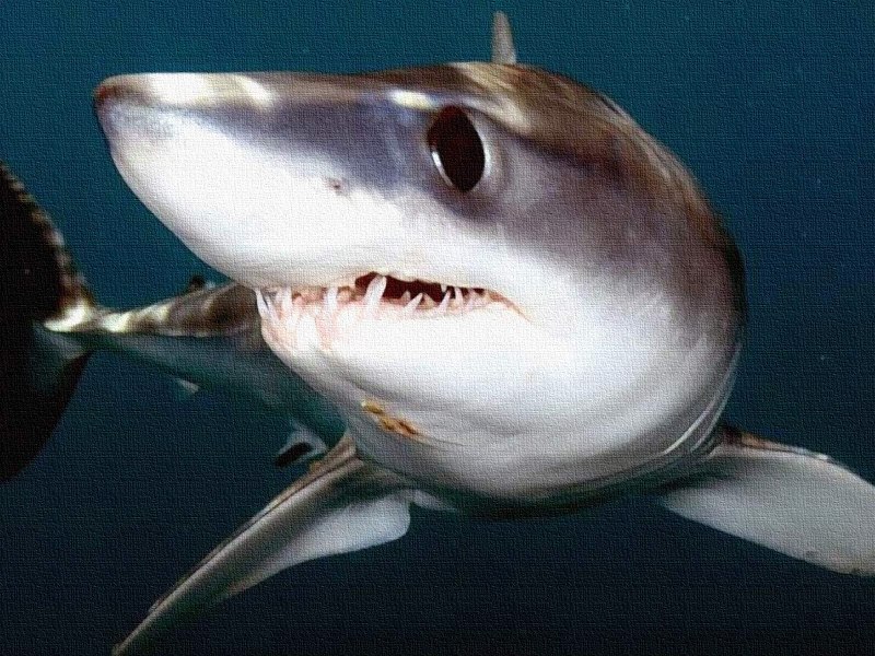 Isurus oxyrinchus
