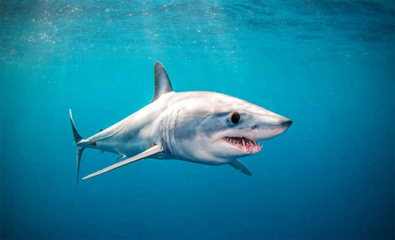 Isurus oxyrinchus акула мако
