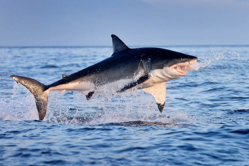Carcharodon carcharias