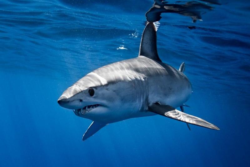 Isurus oxyrinchus акула мако