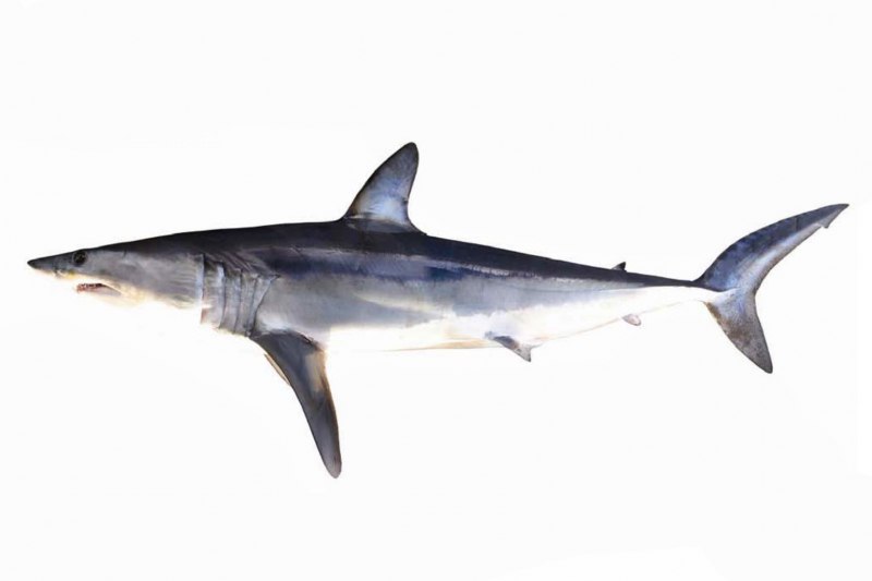 Isurus oxyrinchus акула