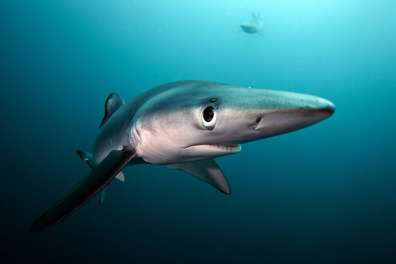 Никарагуанская акула Carcharhinus nicaraguensis