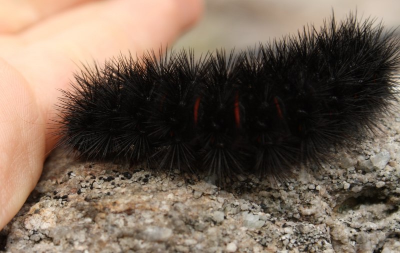 Black Caterpillar гусеница