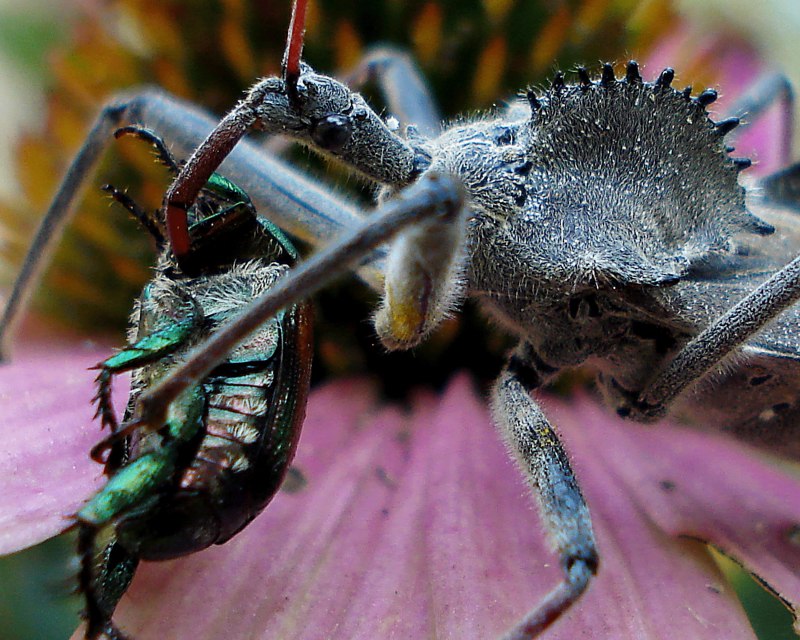 Arilus cristatus