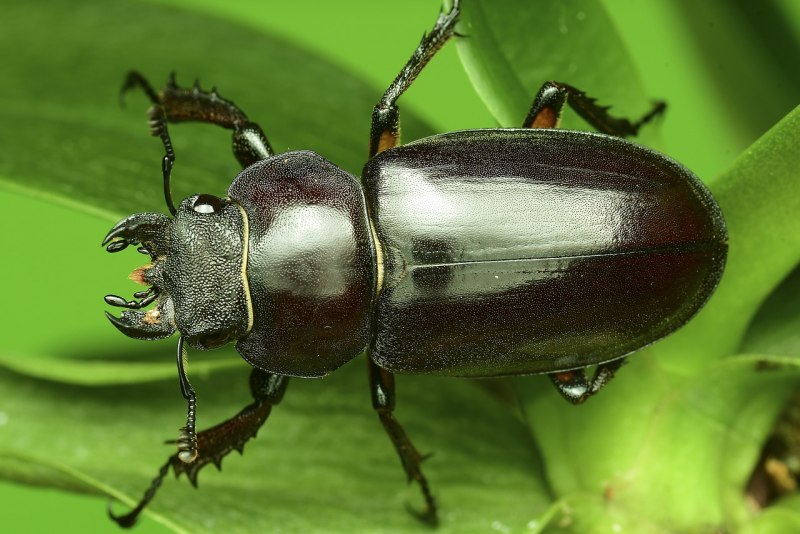 Фольксваген Baja Bug
