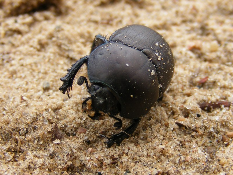 VW Beetle off Road