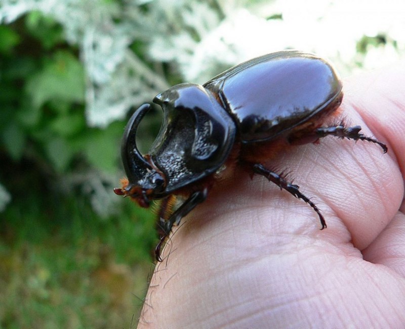 Arilus cristatus