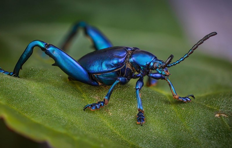 Arilus cristatus