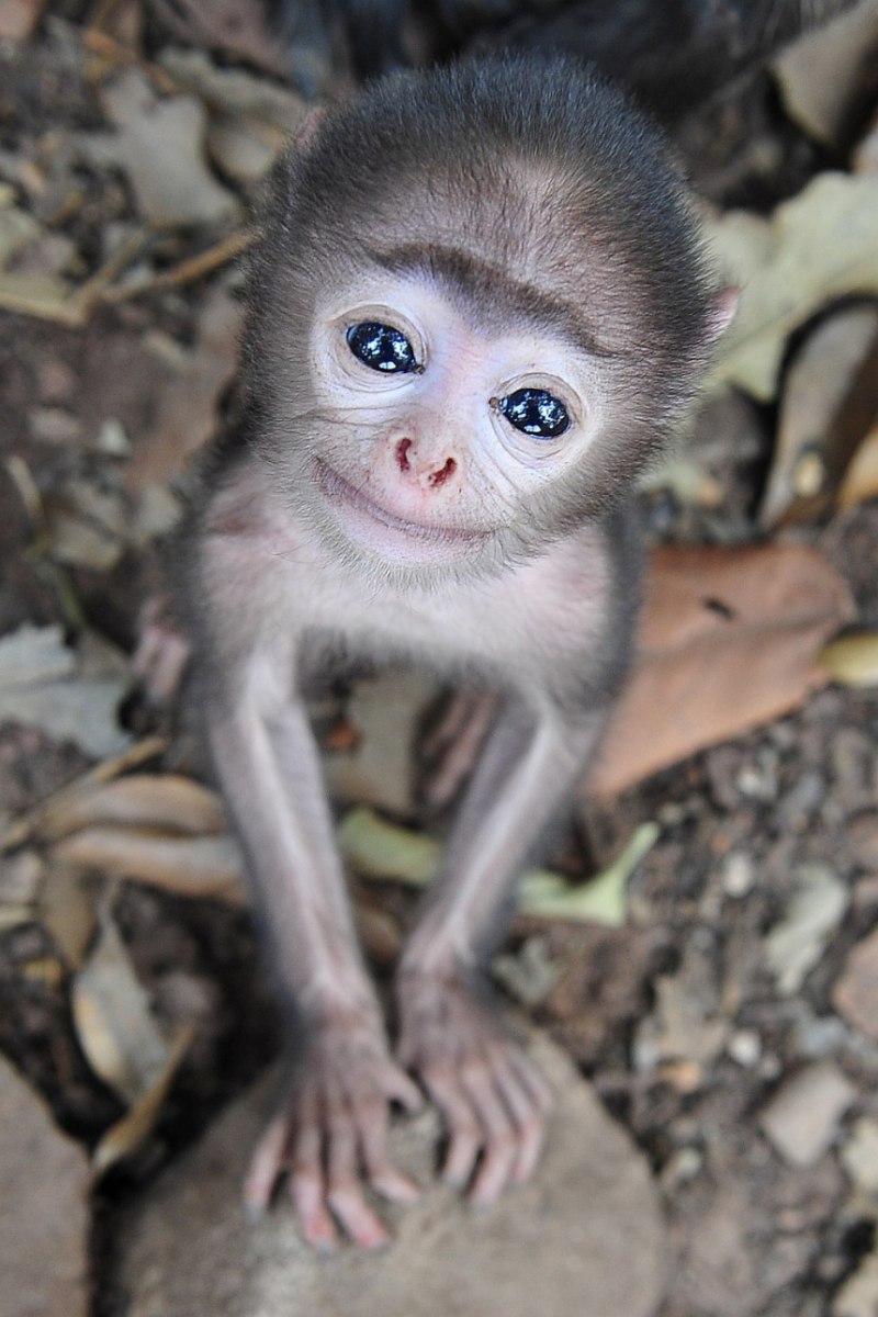 Eulemur flavifrons