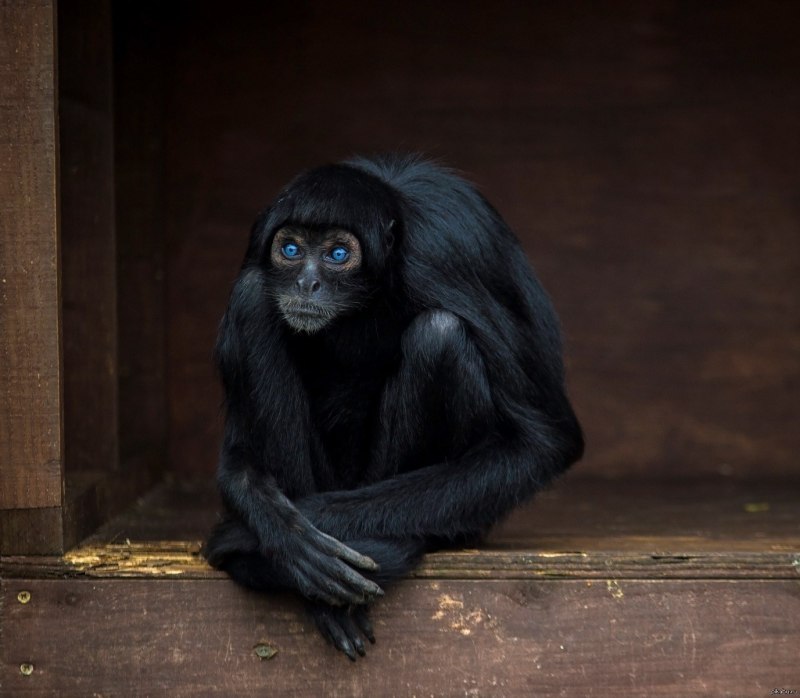Trachypithecus auratus
