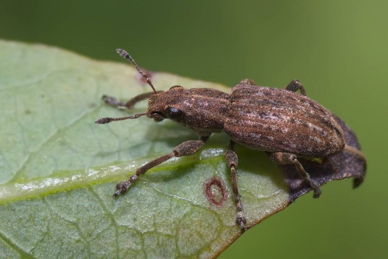 Долгоносики (Curculionidae)