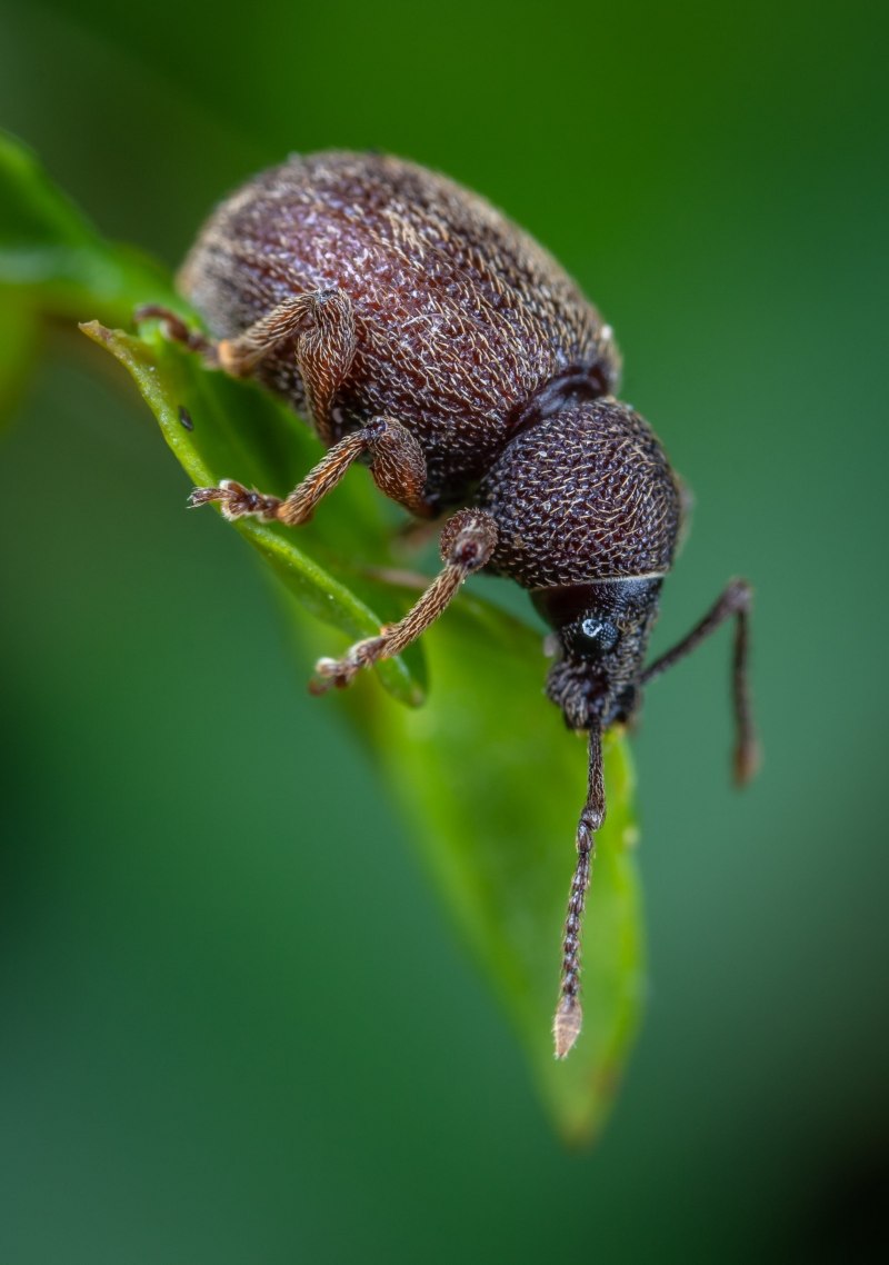 Долгоносики (Curculionidae)