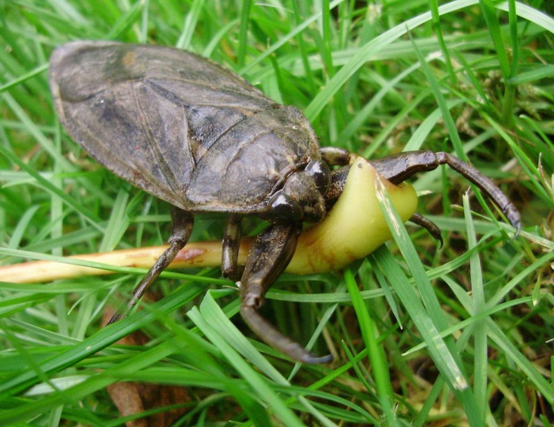 Notonecta glauca (Гладыш)