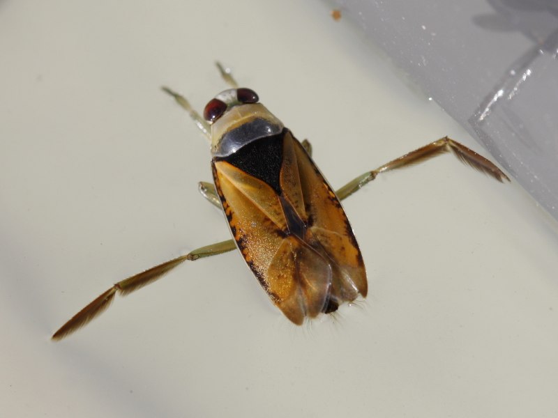 Notonecta glauca (Гладыш)