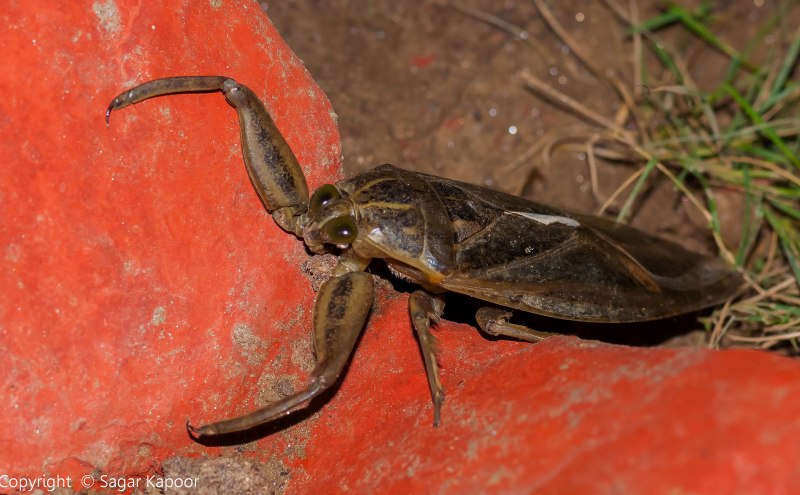 Lethocerus indicus