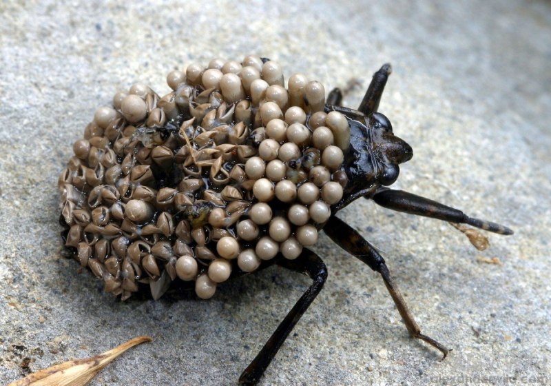 Гигантский водяной клоп из семейства Belostomatidae