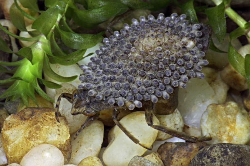NEPA cinerea (обыкновенный водяной Скорпион)