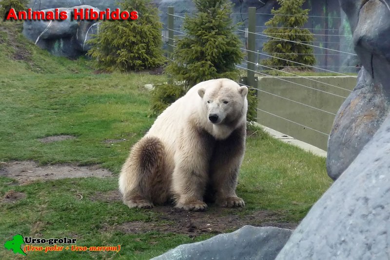 Полярный Гризли